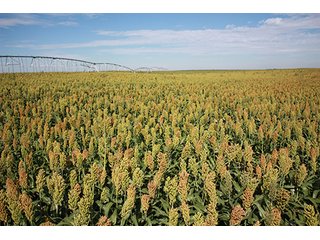 Property photo 40 - LAND AUCTION, 3255+/- Acres offered in 13 Tracts